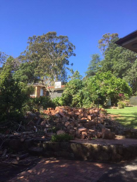 Garden Cleanup Sydney - Ben's Tree and Garden Services